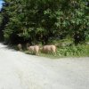 C-L-M+B-B-Lac de Trécolpas-Le Boréon-10.07.2016